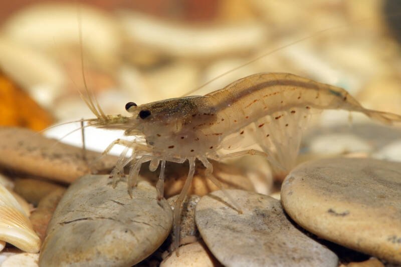 Caridina multidentata also known as Amano Shrimp staying on a stony bottom of an aquarium