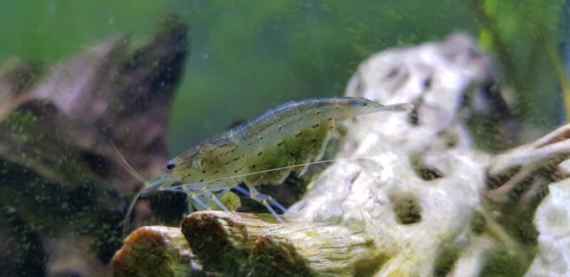 Amano shrimp staying on a cholla wood in a freshwater aquarium