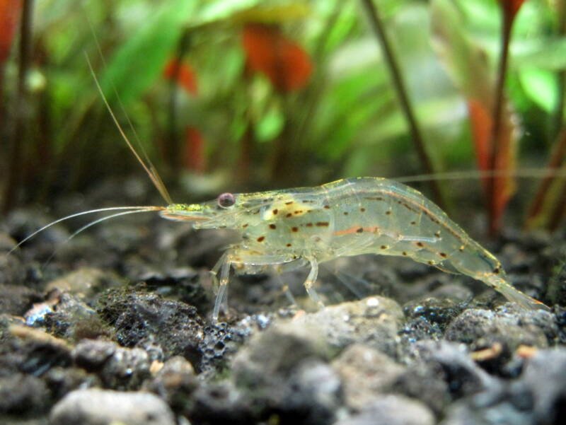 Freshwater Shrimp for Aquarium • (Types, Tank Mates & Care)