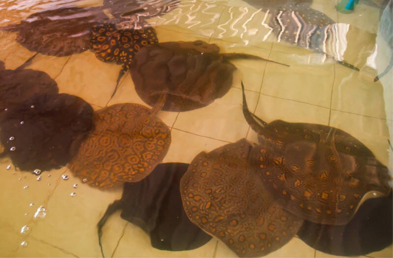 Many amazon freshwater stingray species swimming in a shallow water tank
