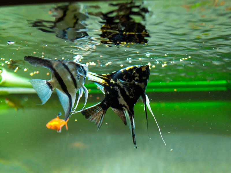 A couple of Angelfish eating in an aquarium