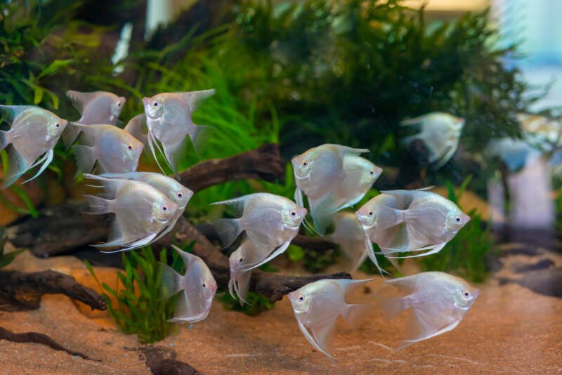 Pterophyllum scalare platinum variety of Platinum Angelfish swimming in school in a planted freshwater aquarium