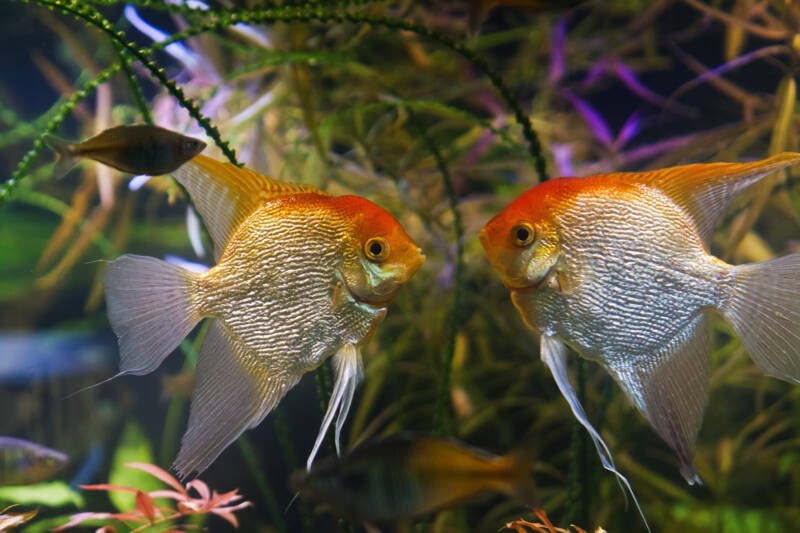 A couple of males of Koi Angelfish are ready to fight in a freshwater aquarium