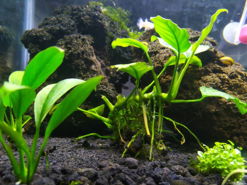 Anubias nana planta enraizada en el sustrato del acuario