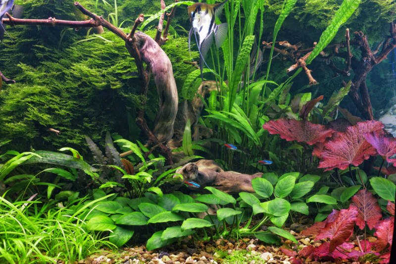 Anubias nana in planted aquarium landscape