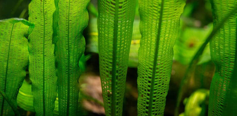 Aponogeton aquarium plant is great for harlequin rasbora aquarium