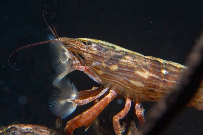 Atyopsis moluccensis also known as Bamboo Filter shrimp closeup