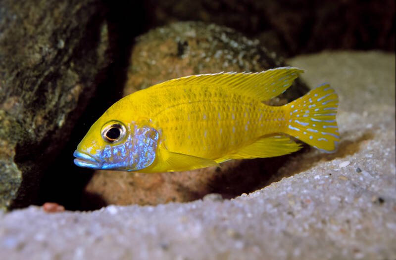 Aulonocara-baenschi also known as Yellow Regal Peacock swimming close to aquarium rocks