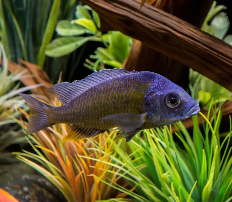 Aulonocara sp. peacock cichlid swimming in a decorated freswater aquarium
