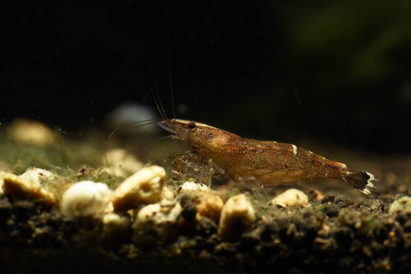 Babaulti dwarf shrimp in aquarium