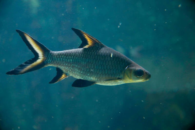 Close up of Balantiocheilos melanopterus known as Bala Shark in freshwater aquarium