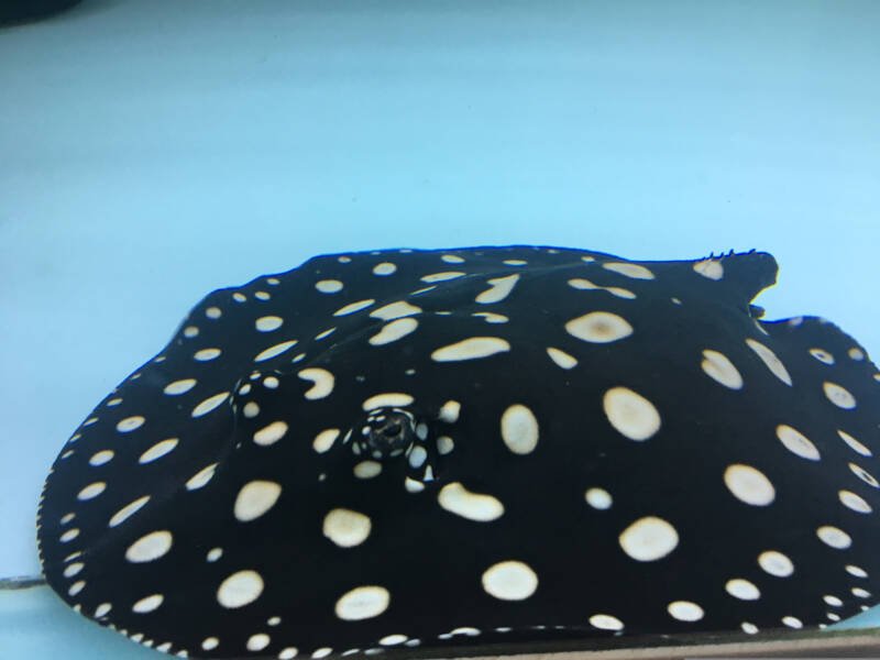 Black diamond stingray (Potamotrygon leopoldi) in blue tank
