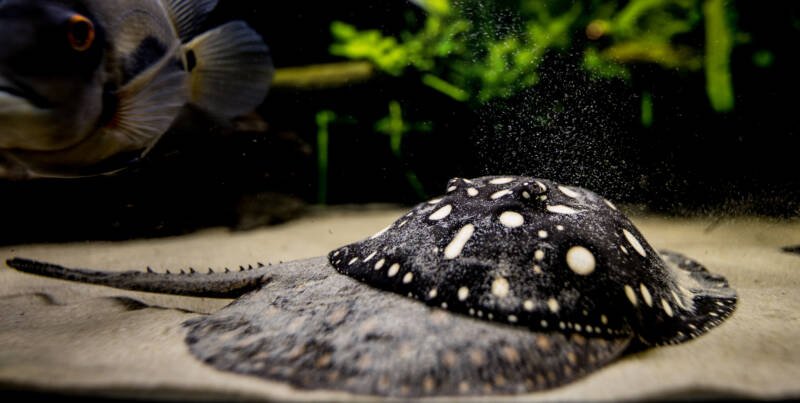 Black Diamond Stingray playing with another Potamotrygon stingray on a sandy bottom of the aquarium
