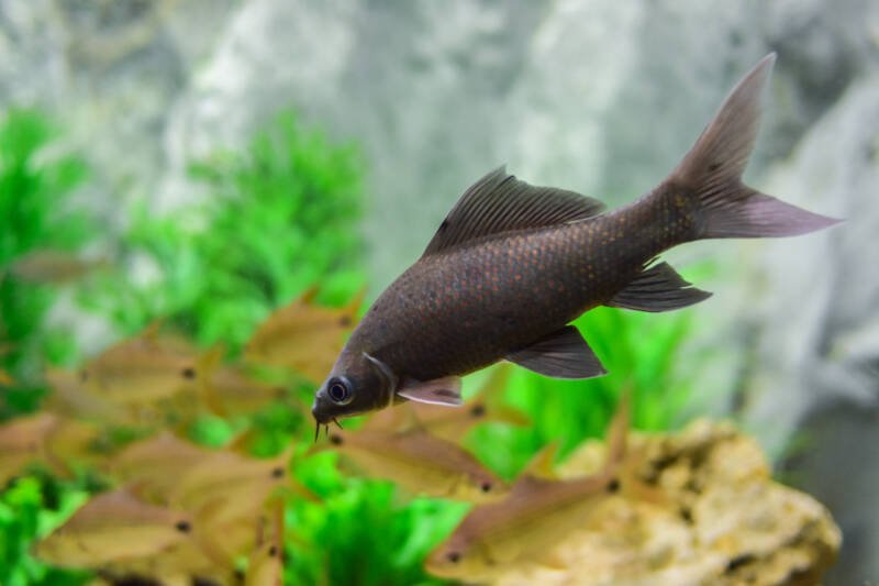Labeo chrysophekadion known as well as Black Sharkminnow swimming in a freshwater planted aquarium