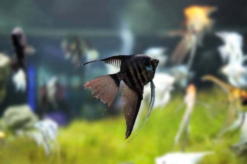 Black Lace Angelfish swimming in a community aquarium