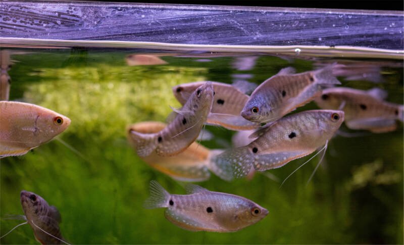 Three spot gouramis swimming in a freshwater aquarium