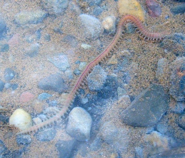 A Polychaete Bristle worm on a sandy bottom