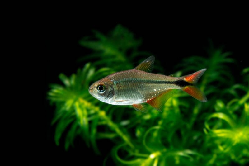 Hyphessobrycon anisitsi also known as Buenos Aires Tetra in a planted aquarium