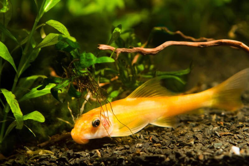 Chinese algae eater, Gyrinocheilus aymonieri sp. gold, on a dark substrate in the freshwater aquarium