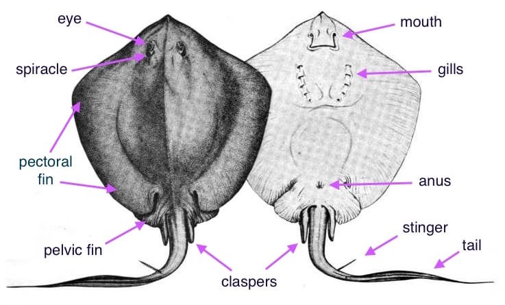 Stingray's claspers