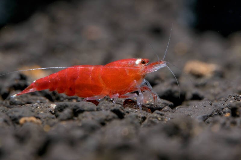 Crystal Red Shrimp on a dark substrate in aquarium