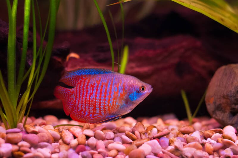 Trichogaster lalius also known as Dwarf gourami specimen swimming in a warm water aquarium that mimics the habitat of this species from South Asia