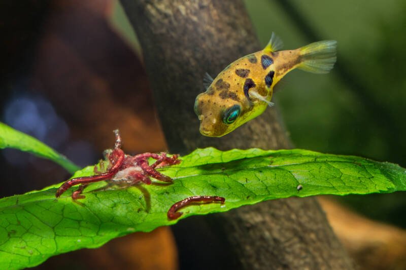 Pez globo enano (Carinotetraodon travancoricus) comiendo gusanos de sangre de cerca