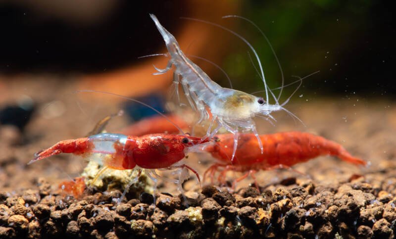 Several dwarf freshwater Shrimps are in search for food on the bottom of aquarium