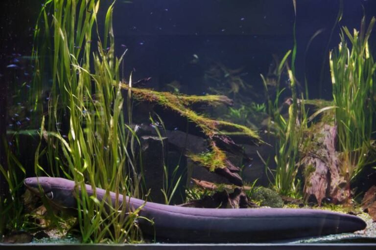 Freshwater Aquarium Eels • (Types, Tank Mates & Care)