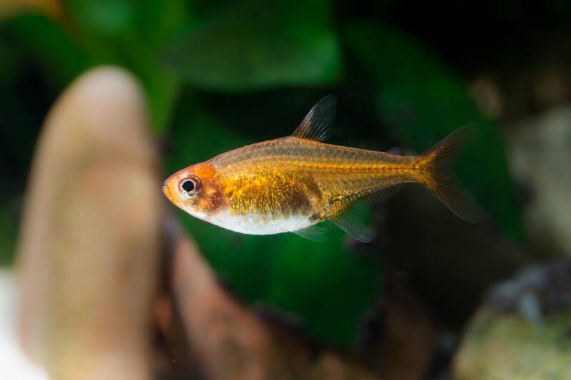 Swimming Ember tetra and its striking color 