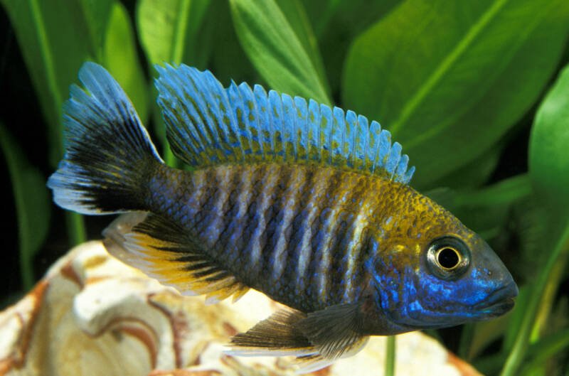 Aulonocara nyassae known as Emperor Peacock Cichlid swimming in a planted freshwater aquarium
