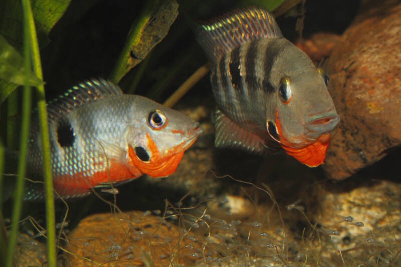 A couple of Firemouth Cichlids swimming close to the bottom of the aquarium