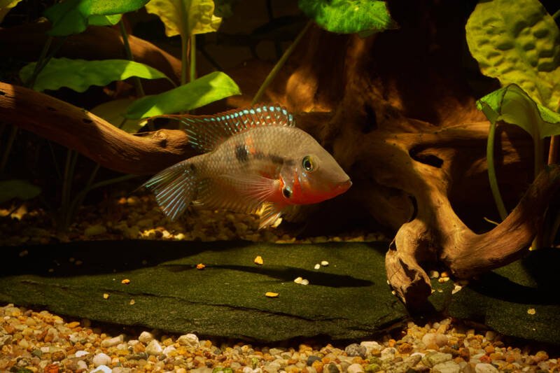 Firemouth cichlid on the bottom of aquarium with rocks and driftwood