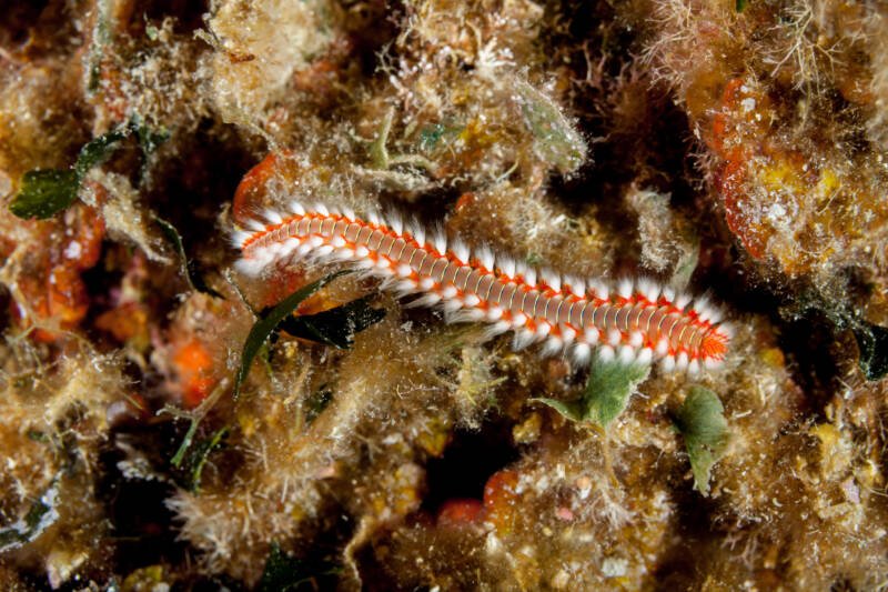 Close up of the bearded fireworm known as well as Hermodice carunculata