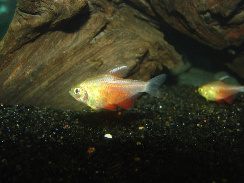 Flame Tetra swimming among driftwood in a freshwater aquarium