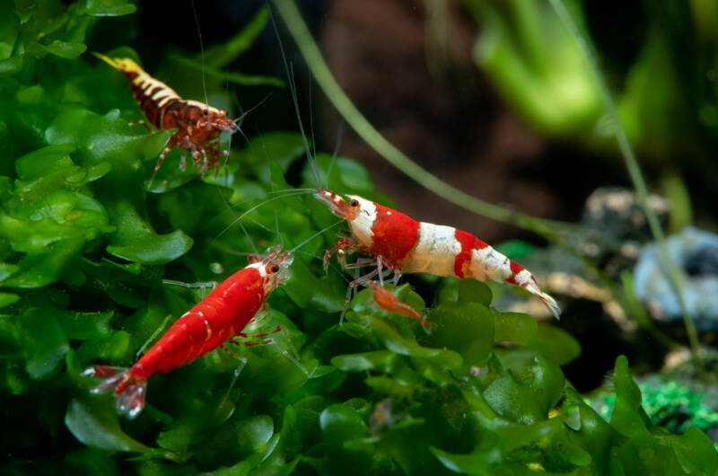 Three types of red dwarf shrimp including, super crystal red, red bee and galaxy red shrimp stay on a live plant in an aquarium