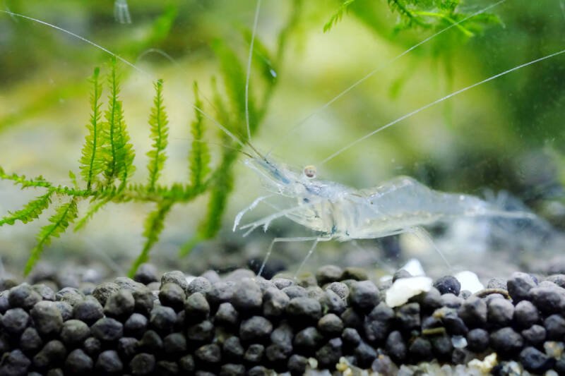 Palaemonetes paludosus also known as ghost shrimp in a planted aquarium