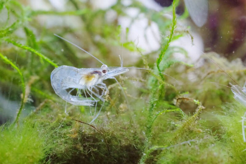 Ghost shrimp on a moss in freshwater aquarium
