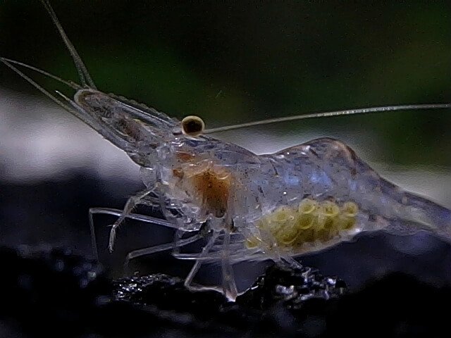 unique appearance of Ghost shrimp