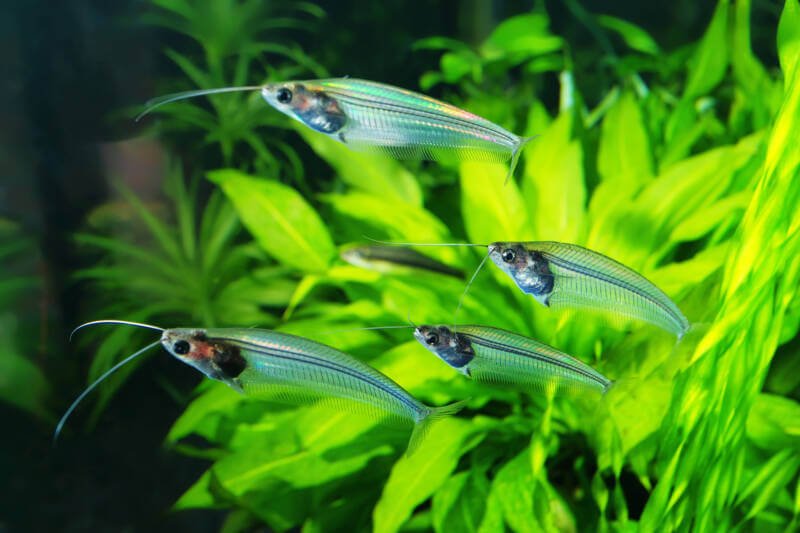 Several glass catfish exploring the aquarium
