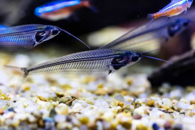Glass Catfish in aquarium