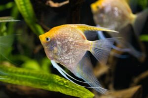 Angelfish known as Pterophyllum scalare in a gold variety in a plated fishtank