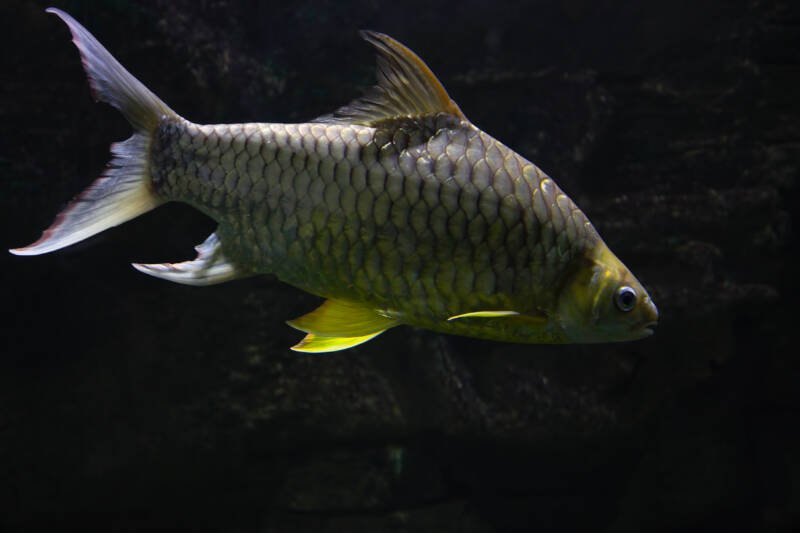 Golden Tinfoil barb variety in a freshwater fishtank
