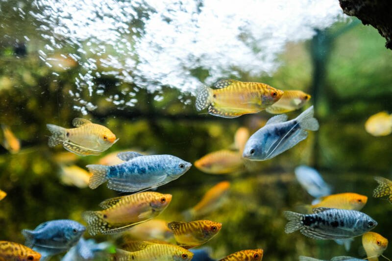 Opaline and golden gouramis swimming together in aquarium