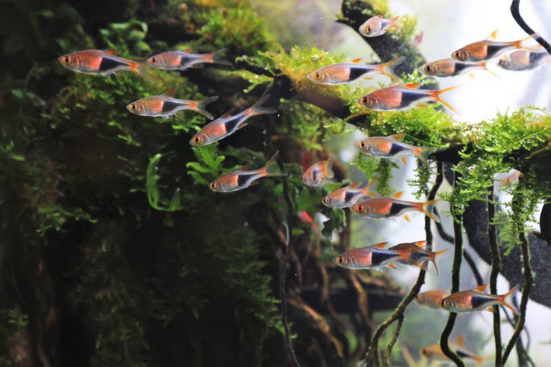 Trigonostigma heteromorpha known as Harlequin rasbora fishes are swimming in a planted freshwater aquarium