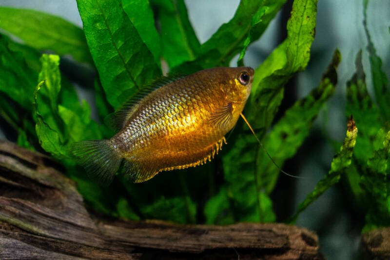 Trichogaster chuna also known as honey gourami in a planted aquarium with driftwood