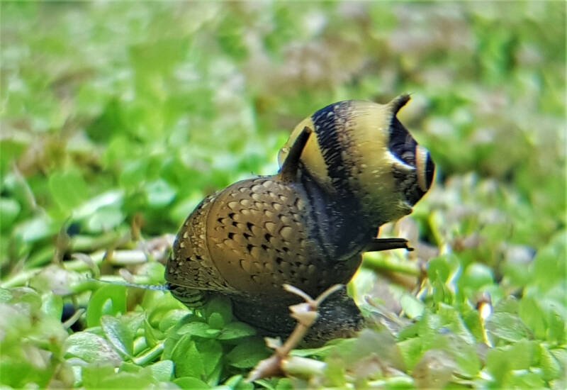 Caracoles neritas con cuernos (Clithon corona) comiendo algas en un acuario