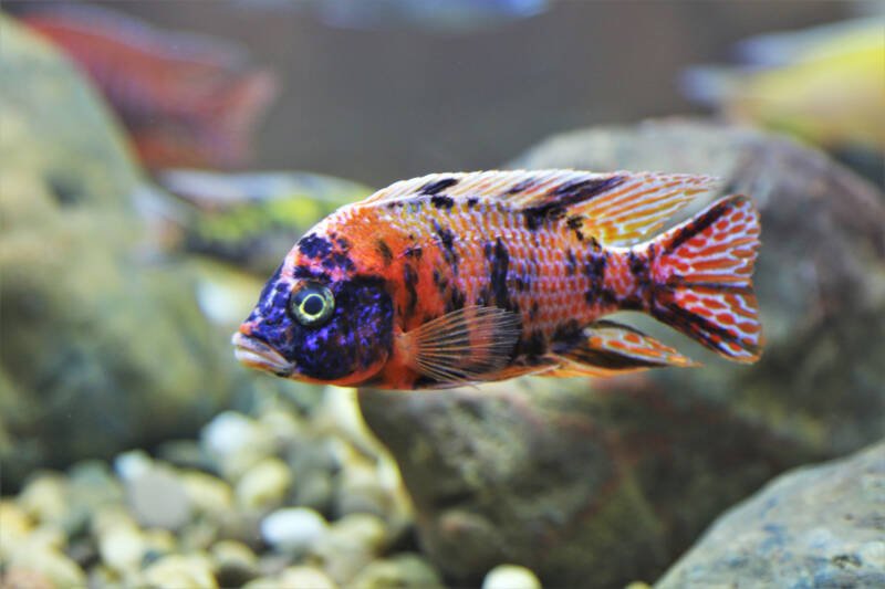 Aulonocara sp. also known as OB peacock hybrid swimming close to the bottom in a freshwater aquarium between the rocks