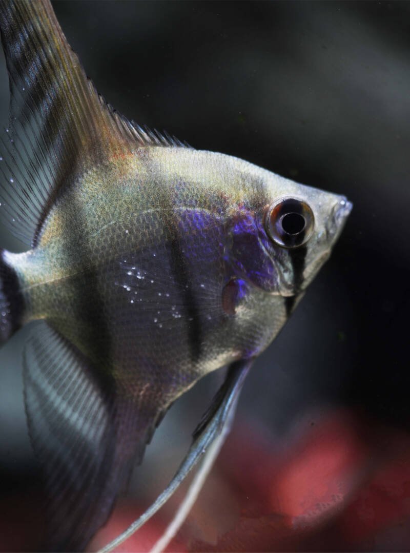 Freshwater angelfish with ich disease 