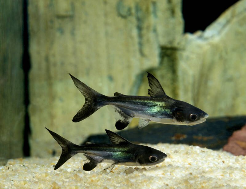 Two Pangasius hypophthalmus also known as iridescent sharks are swimming in a freshwater aquarium